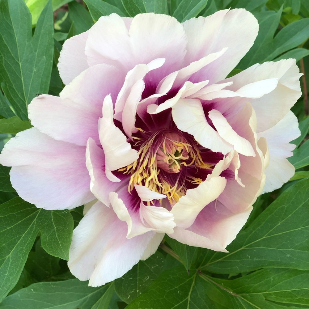 Meet your Posher, Julie